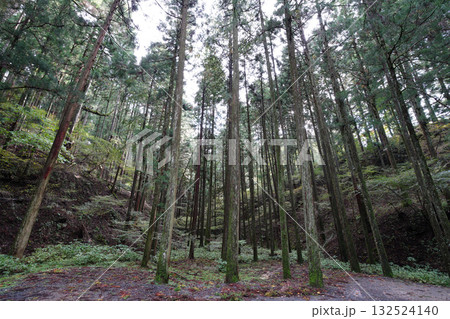 比叡山延暦寺境内の木立の風景 132524140