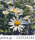 空へ向かって伸びてゆけ① 132524144