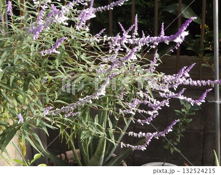 満開のサルビアレイカンサ 132524215