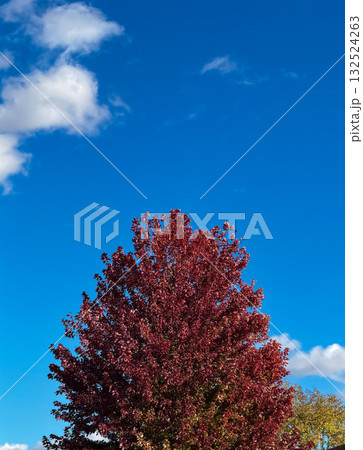 Vibrant Red Tree Stands Tall in Autumn  132524263
