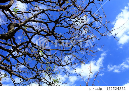 枯れ木から覗く秋空 132524281