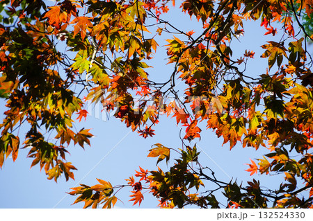 比叡山延暦寺の境内の紅葉が始まった木々 132524330
