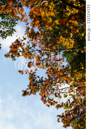 比叡山延暦寺の境内の紅葉が始まった木々 132524335