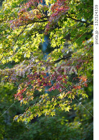 比叡山延暦寺の境内の紅葉が始まった木々 比叡山延暦寺の境内の紅葉が始まった木々 132524339