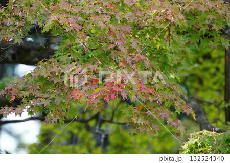 比叡山延暦寺の境内の紅葉が始まった木々 132524340