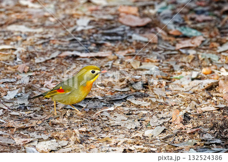 冬の森に佇むソウシチョウ|鮮やかな外来種の野鳥 冬の森に佇むソウシチョウ|鮮やかな外来種の野鳥 132524386