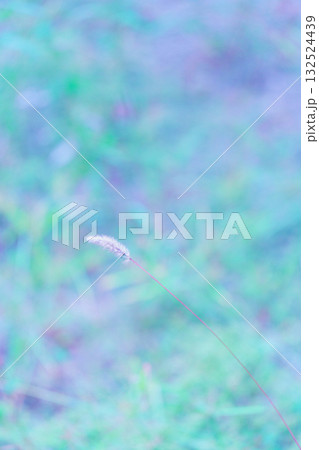 エノコログサと背景ボケ 132524439
