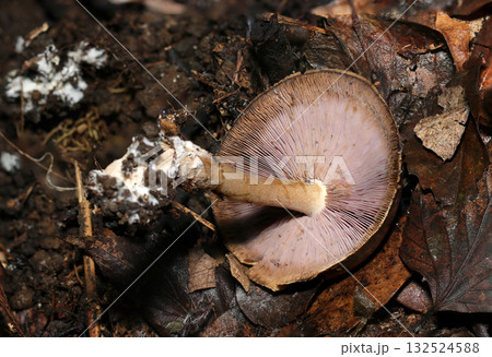 渋い茶色のウラムラサキシメジキノコ（根茎・柄・ヒダ、自然環境下菌・キノコ類マクロ撮影） 132524588