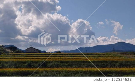 お米の実りの季節の風景 132524628