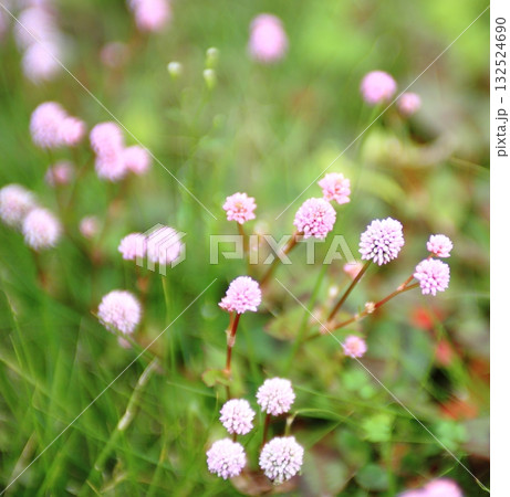 ヒメツルソバ 132524690