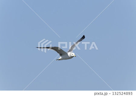 ウミネコ 132524893