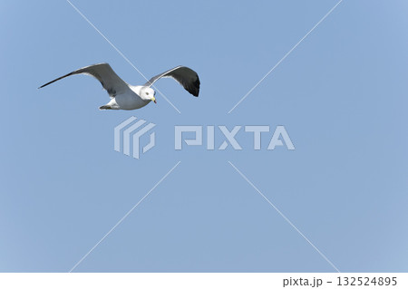 ウミネコ 132524895