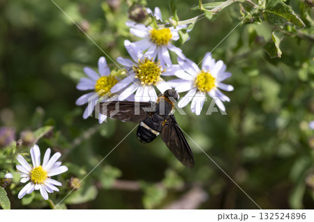 クロバネツリアブ 132524896