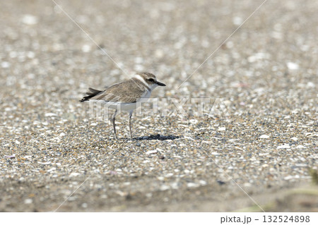 シロチドリ 132524898