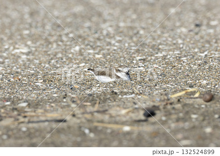 シロチドリ シロチドリ 132524899