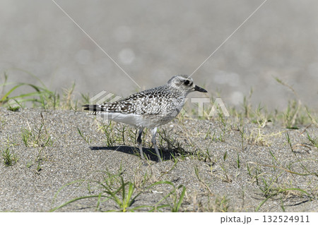 ダイゼン 132524911