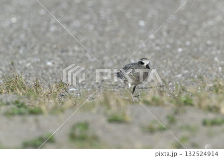 ダイゼン 132524914