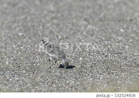 ダイゼン 132524916