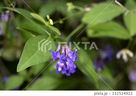 ナンテンハギ 132524922