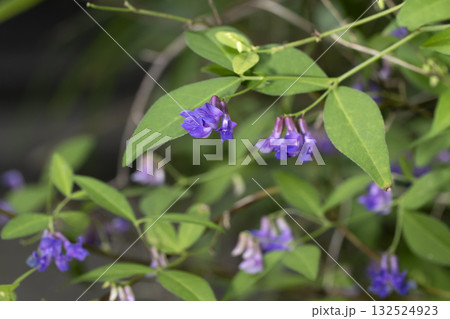 ナンテンハギ ナンテンハギ 132524923