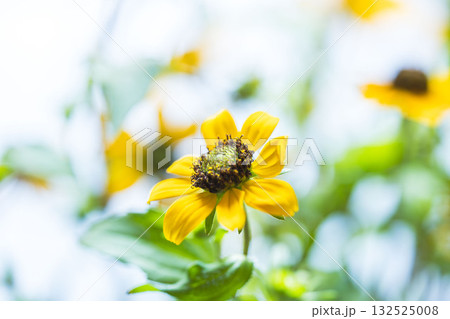 ルドベキア・タカオの黄色の花を撮影24 132525008