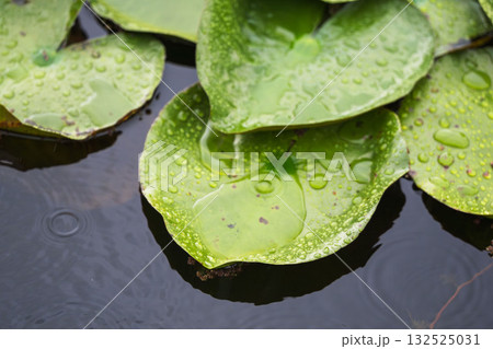 夏の雨降りの池　ハスの葉が水滴に濡れる16 132525031