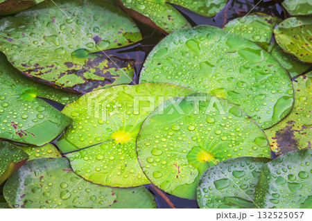 夏の雨降りの池 ハスの葉が水滴に濡れる43 夏の雨降りの池 ハスの葉が水滴に濡れる43 132525057