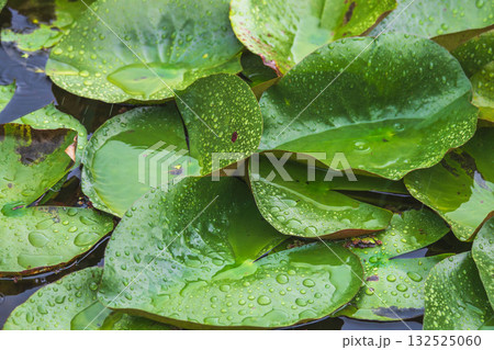 夏の雨降りの池 ハスの葉が水滴に濡れる46 夏の雨降りの池 ハスの葉が水滴に濡れる46 132525060