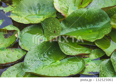 夏の雨降りの池 ハスの葉が水滴に濡れる47 夏の雨降りの池 ハスの葉が水滴に濡れる47 132525061