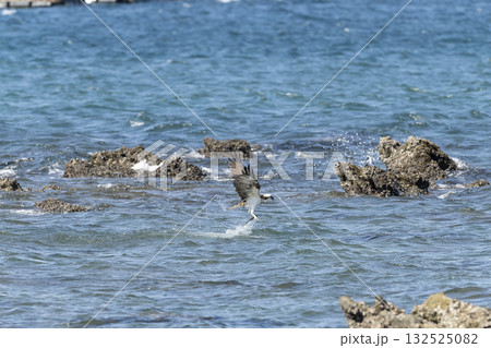 ミサゴ ミサゴ 132525082