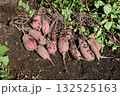 掘りたてのサツマイモ 132525163