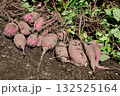掘りたてのサツマイモ 132525164