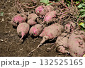 掘りたてのサツマイモ 132525165