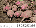 掘りたてのサツマイモ 132525166
