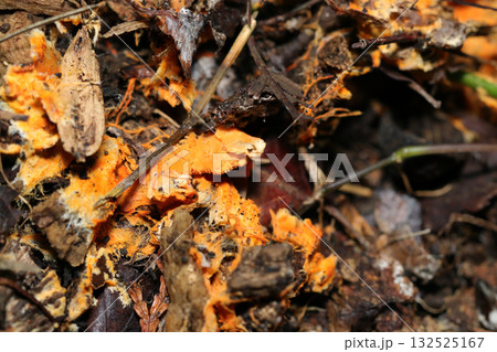 鮮やかなオレンジ色のヒイロハリタケ茸が朽木に着生（アウトドアフィールド菌＆キノコ類マクロ撮影） 132525167