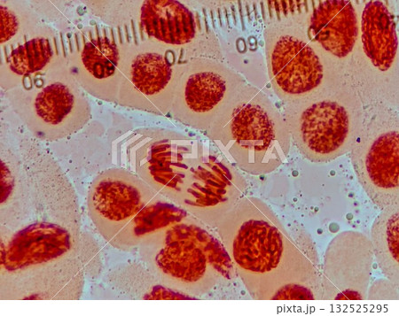 細胞分裂の中期の様子 132525295