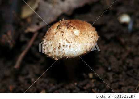 カサのイボイボ鱗片が目立つオニタケキノコ(自然下菌キノコ類マクロ撮影) カサのイボイボ鱗片が目立つオニタケキノコ(自然下菌キノコ類マクロ撮影) 132525297