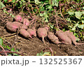 掘りたてのサツマイモ 132525367