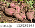 掘りたてのサツマイモ 132525368