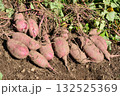 掘りたてのサツマイモ 132525369
