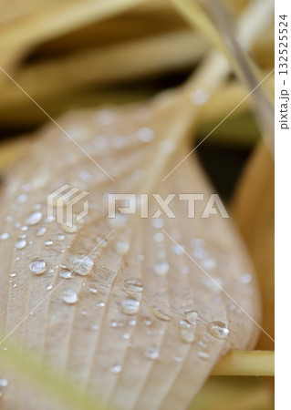 黄色に紅葉したギボウシの葉の上の雨粒 黄色に紅葉したギボウシの葉の上の雨粒 132525524