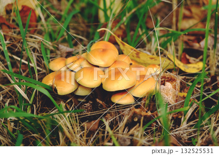 Autumn mushrooms grow on the stump of a tree 132525531