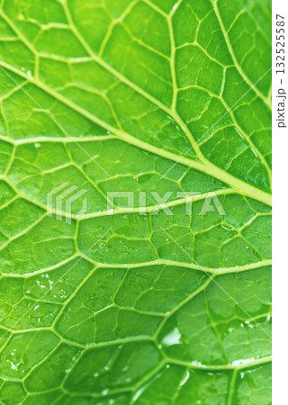 Green Leaf Texture as Background Green Leaf Texture as Background 132525587