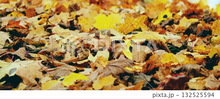 Fallen autumn leaves as a background 132525594