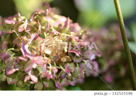 雨上がりで濡れている秋の紫陽花 雨上がりで濡れている秋の紫陽花 132525596