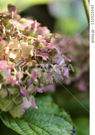 雨上がりで濡れている秋の紫陽花 132525597
