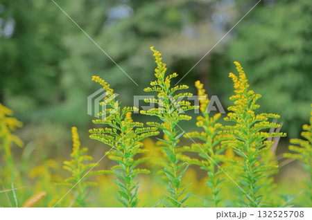 秋の公園に咲くセイタカアワダチソウ 秋の公園に咲くセイタカアワダチソウ 132525708
