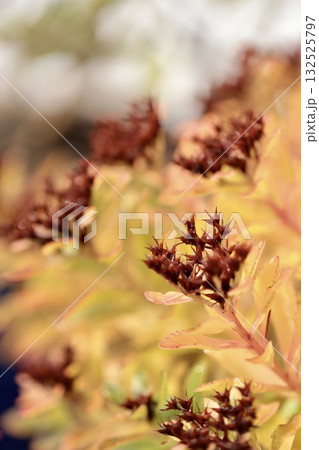黄色に紅葉している花が終わった後の植物 132525797