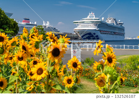 《神奈川県》夏の山下公園・ひまわり 132526107