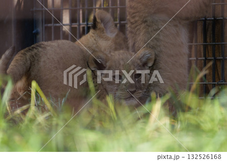 ライオンの子おしくらまんじゅう ライオンの子おしくらまんじゅう 132526168